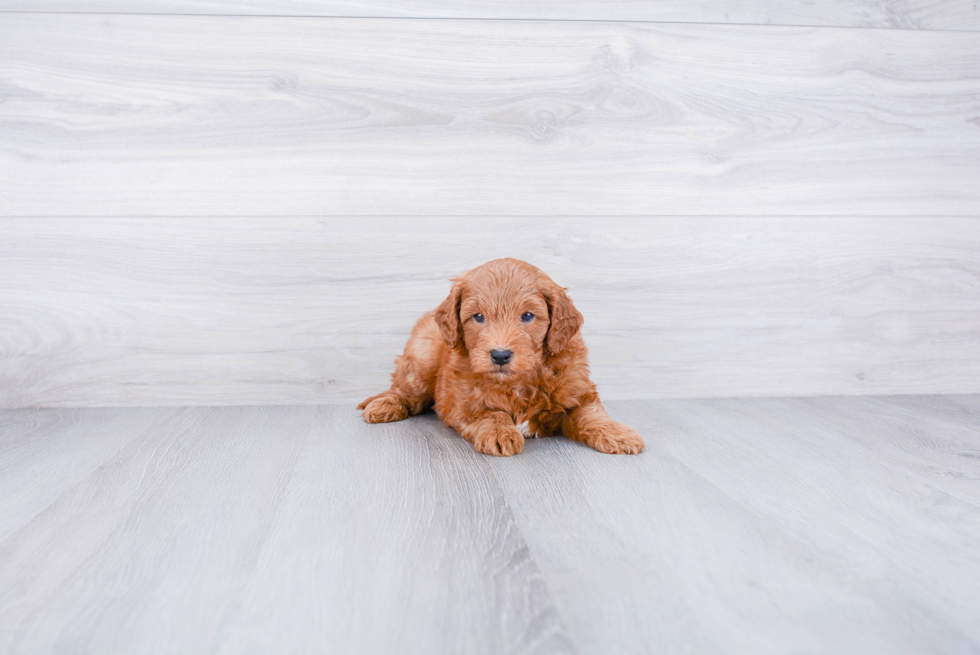 Mini Goldendoodle Pup Being Cute