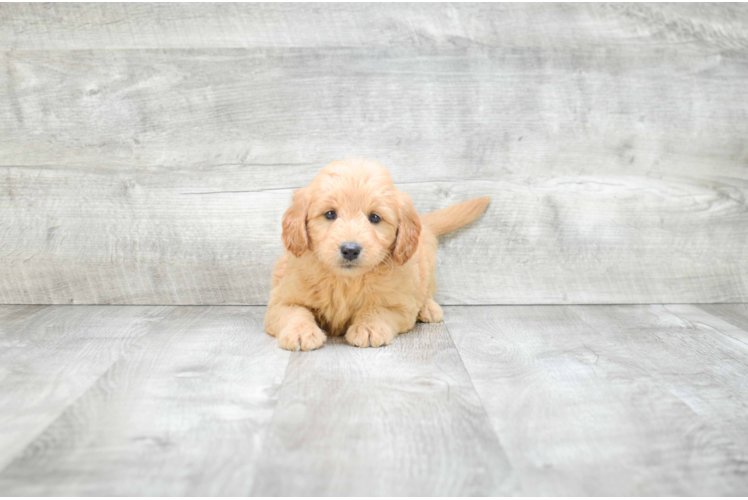 Petite Mini Goldendoodle Poodle Mix Pup