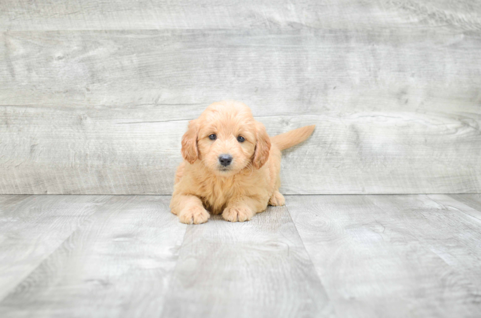 Petite Mini Goldendoodle Poodle Mix Pup