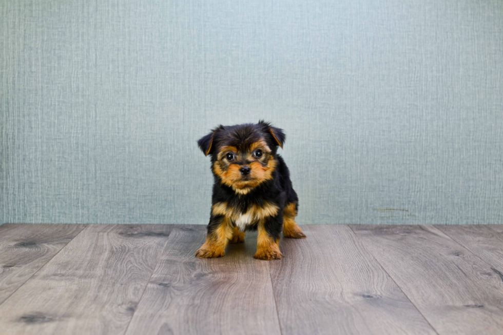 Meet Timmy - our Yorkshire Terrier Puppy Photo 