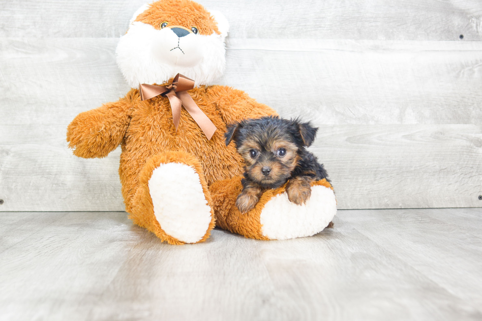 Meet Ralph - our Yorkshire Terrier Puppy Photo 