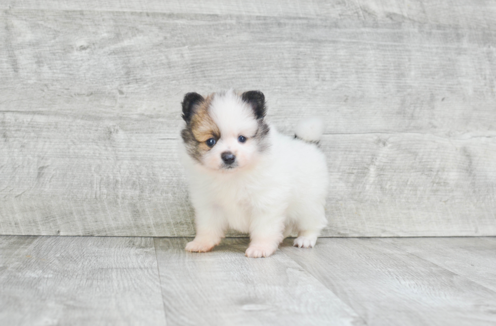 Small Pomeranian Baby