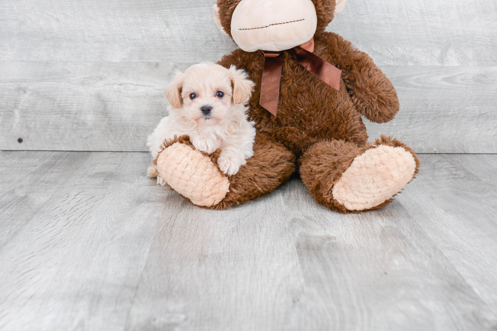 Cute Maltipoo Baby