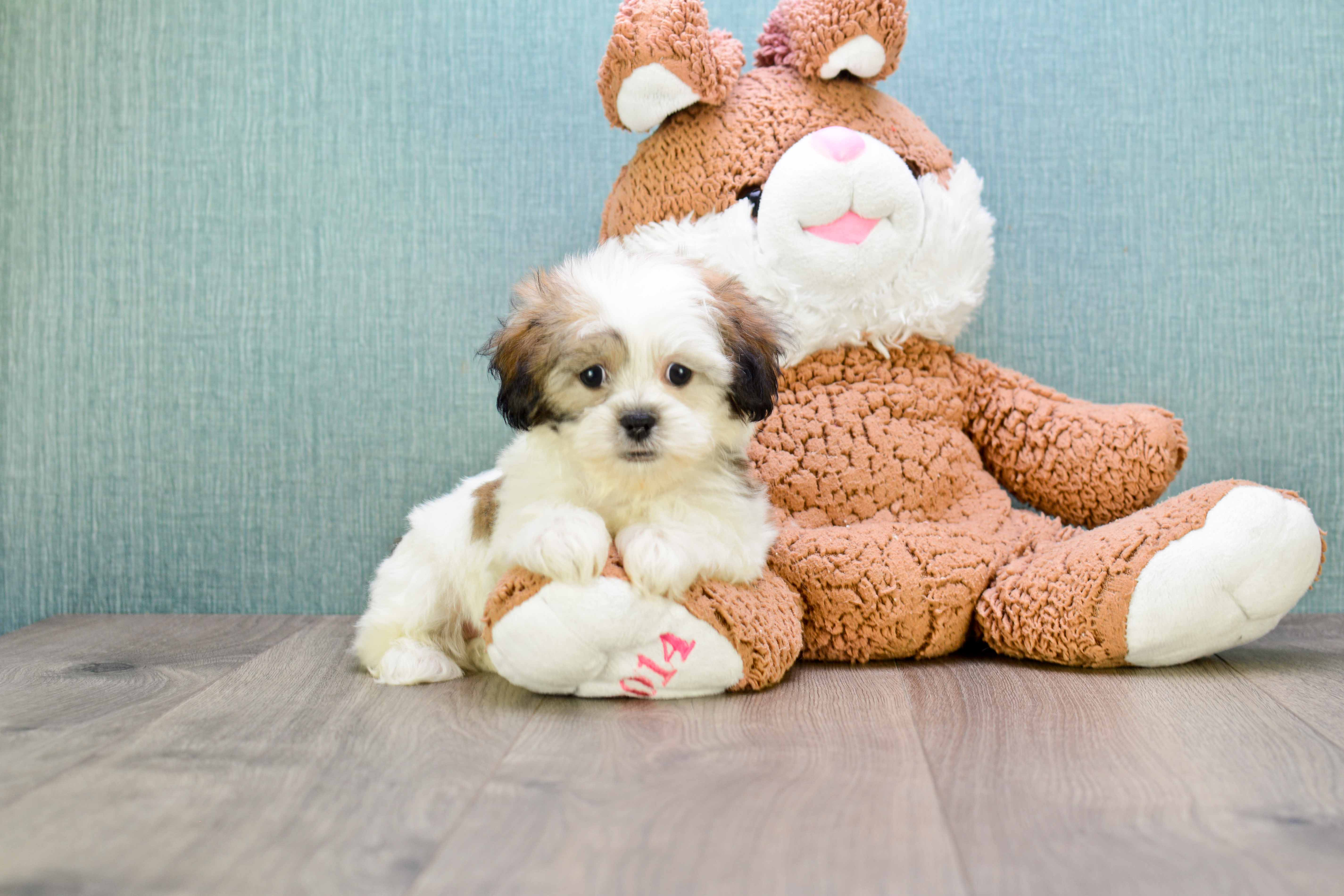 Teddy Bear Puppy for Adoption