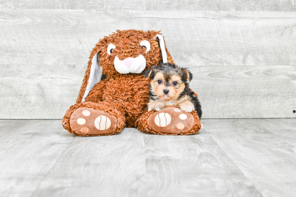 Cute Morkie Baby