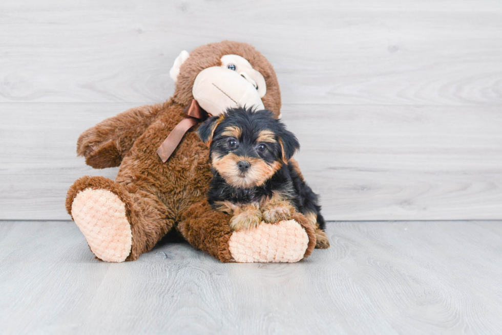 Meet Izzie - our Yorkshire Terrier Puppy Photo 