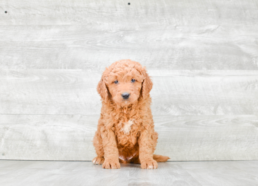 Mini Goldendoodle Pup Being Cute