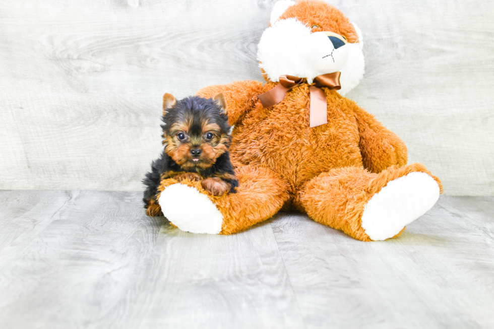 Meet Zoro - our Yorkshire Terrier Puppy Photo 