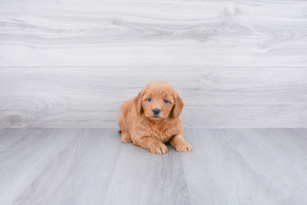 Popular Mini Goldendoodle Poodle Mix Pup