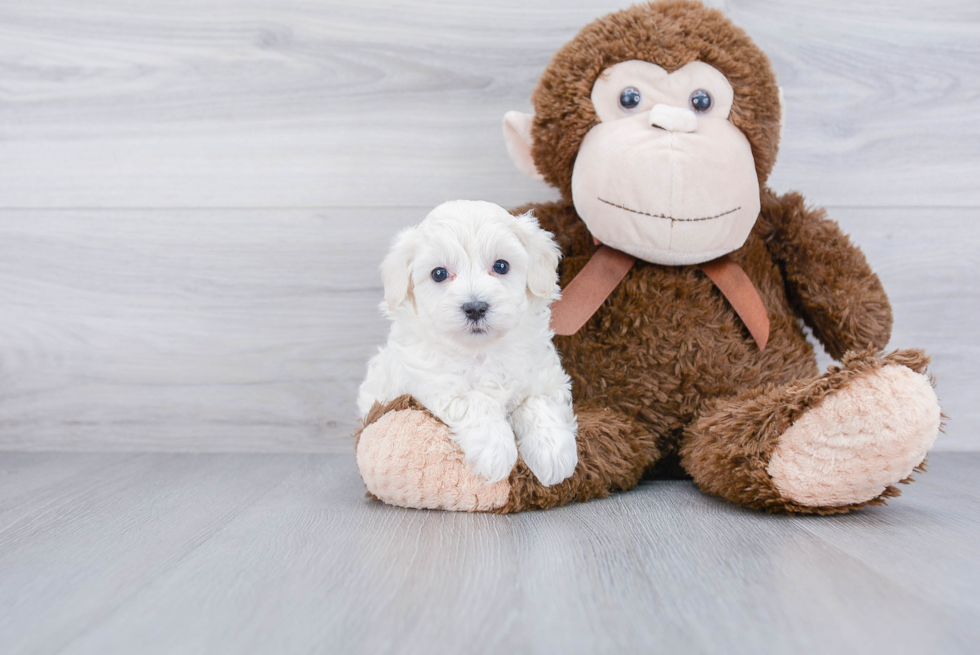 Fluffy Maltipoo Poodle Mix Pup