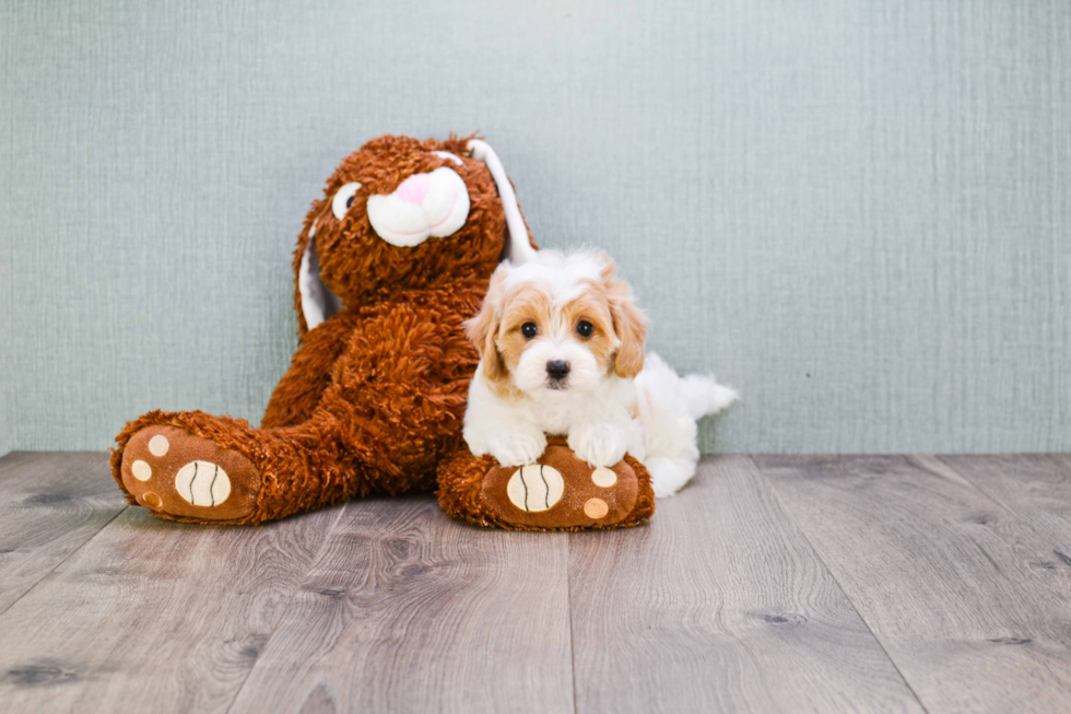 Cavapoo Pup Being Cute