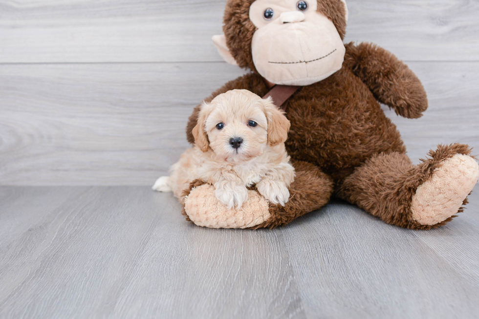 Best Maltipoo Baby