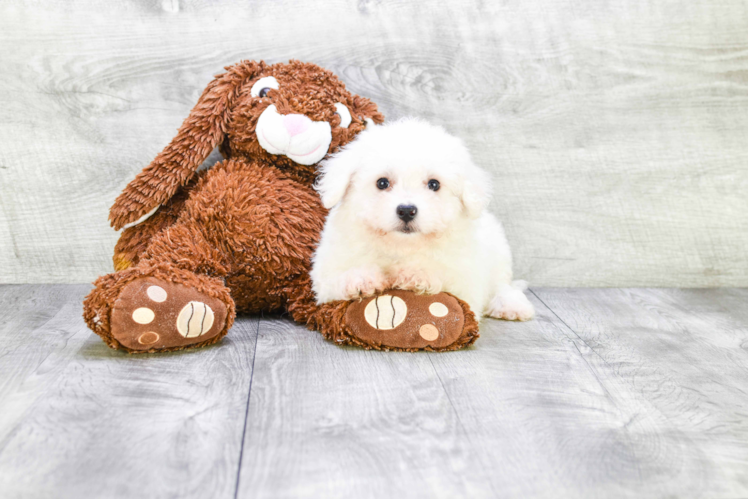 Bichon Frise Puppy for Adoption