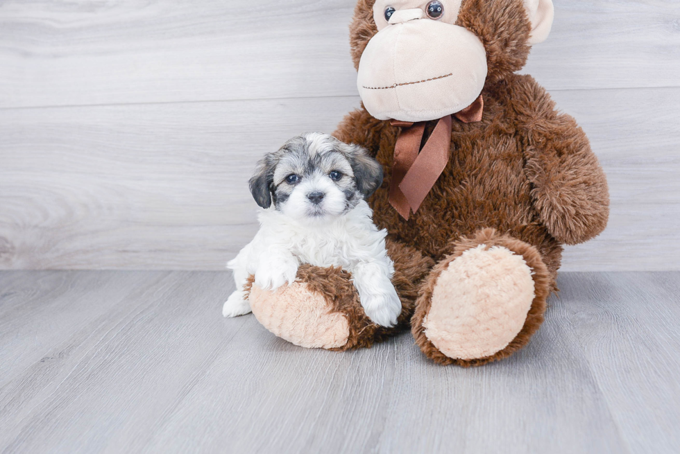 Petite Maltipoo Poodle Mix Pup