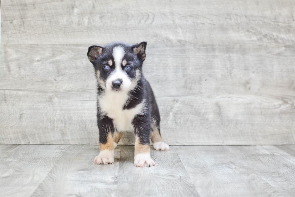 Best Pomsky Baby