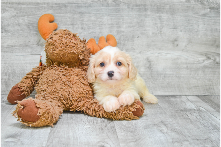 Best Cavachon Baby