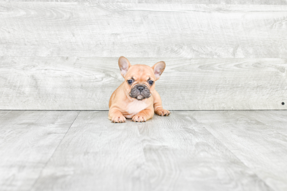 French Bulldog Puppy for Adoption