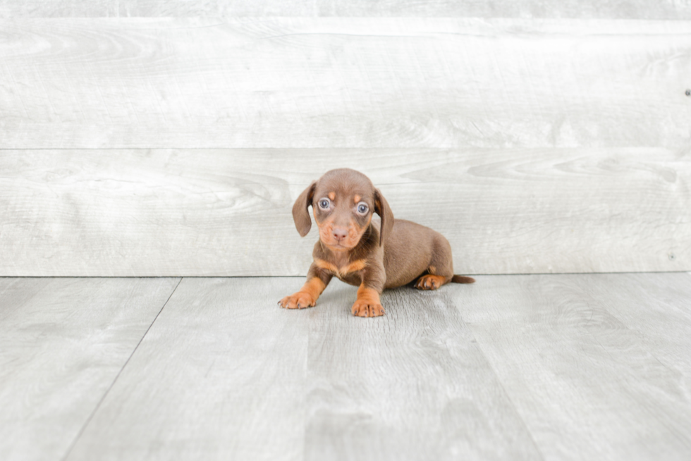 Cute Dachshund Purebred Pup