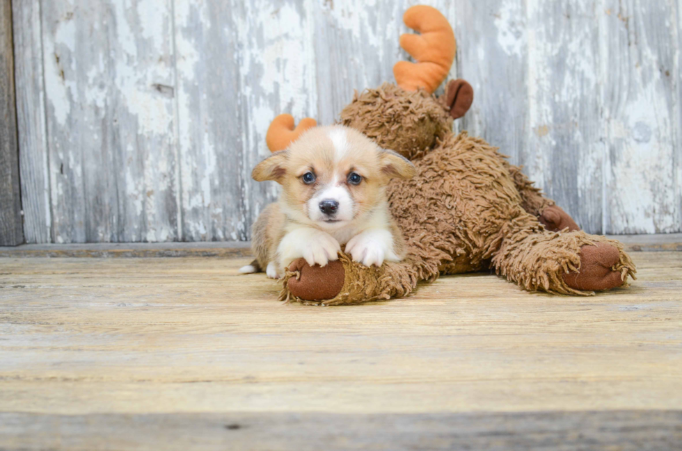 Cute Welsh Corgi Baby