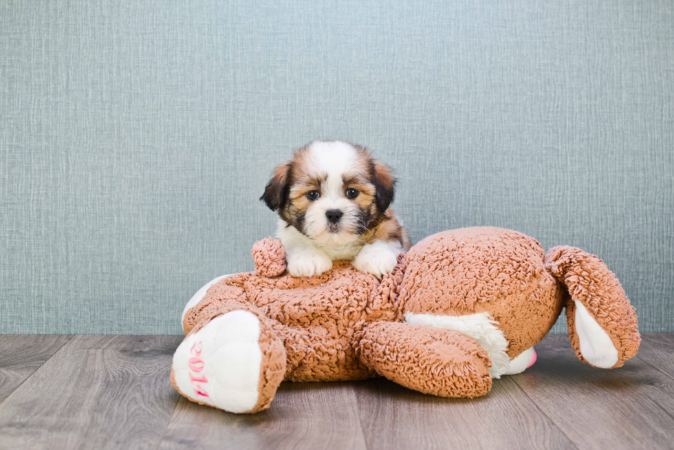 Popular Teddy Bear Designer Pup