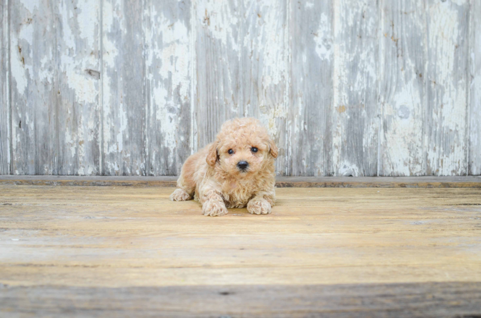 Best Poodle Baby