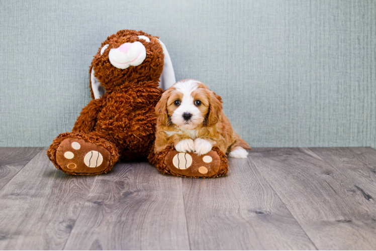 Sweet Cavapoo Baby