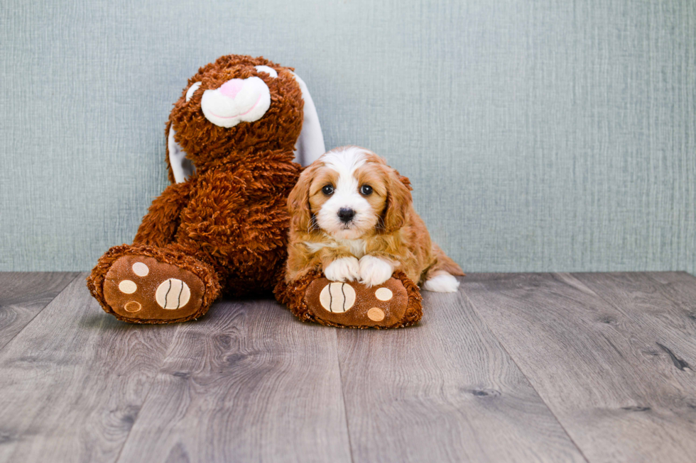 Sweet Cavapoo Baby