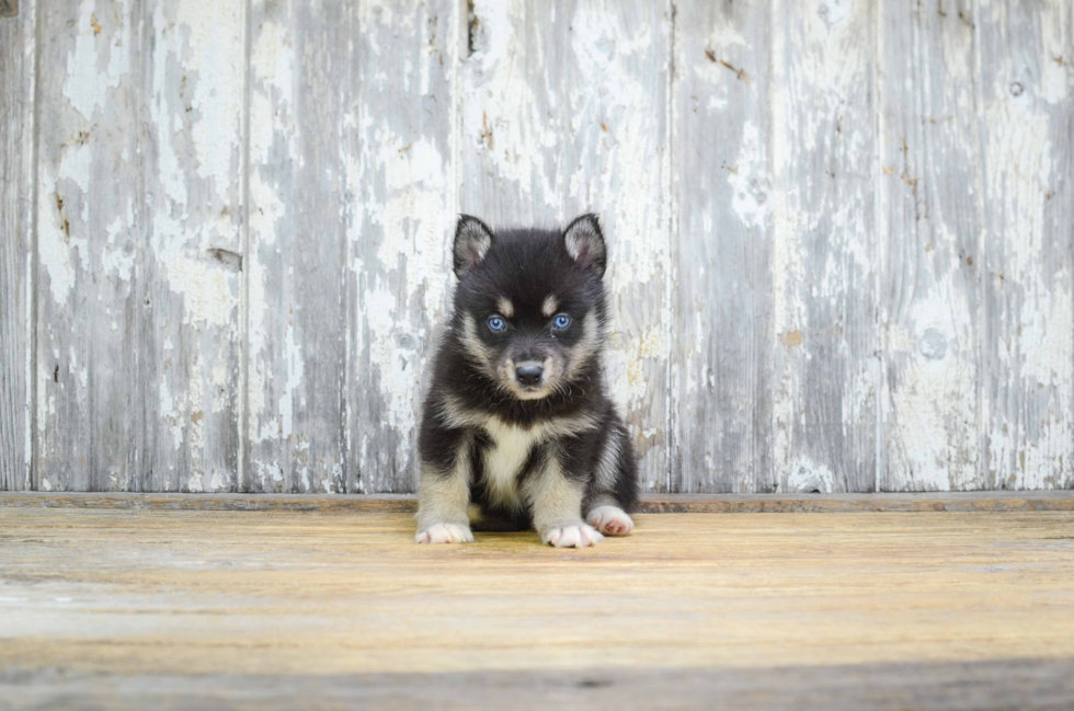 Little Mini Husky Designer Puppy