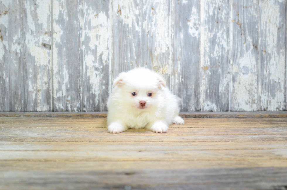 Maltipom Puppy for Adoption