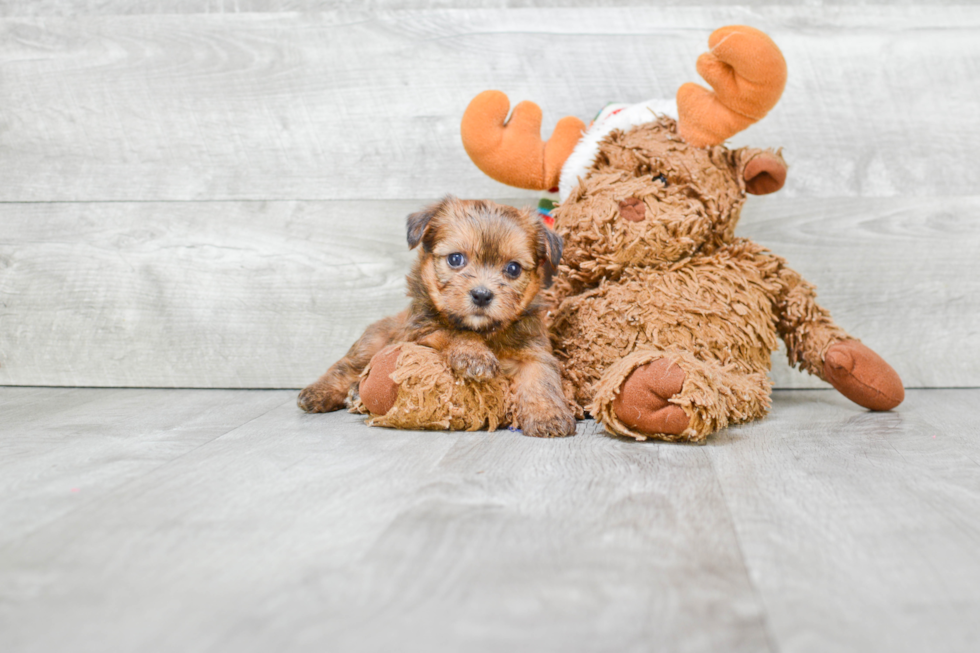 Shorkie Pup Being Cute