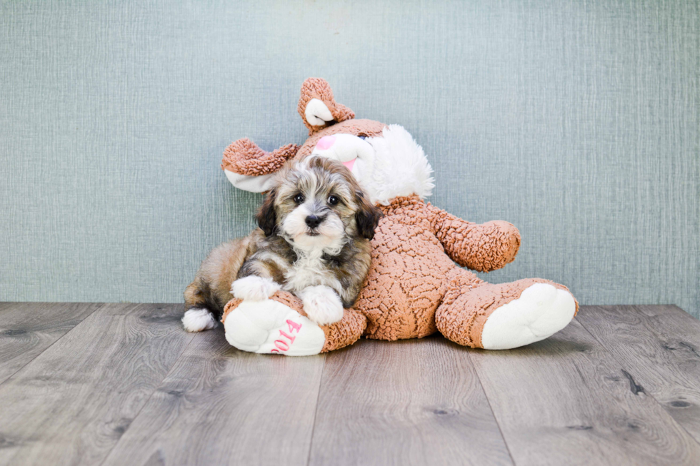 Havanese Puppy for Adoption