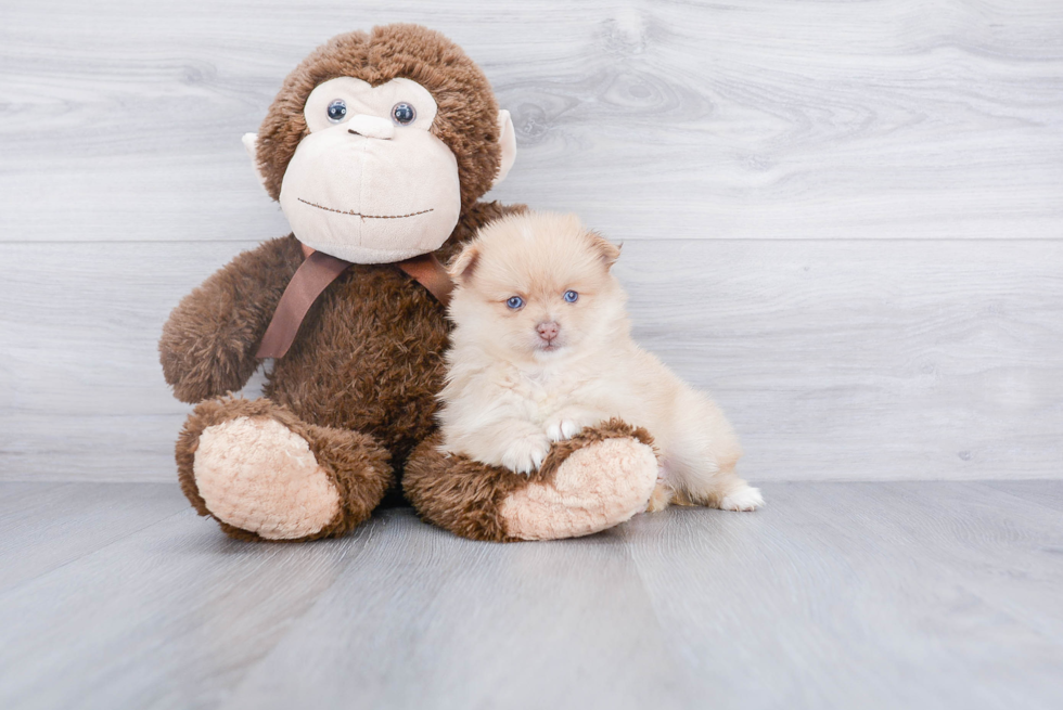 Happy Pomeranian Purebred Puppy