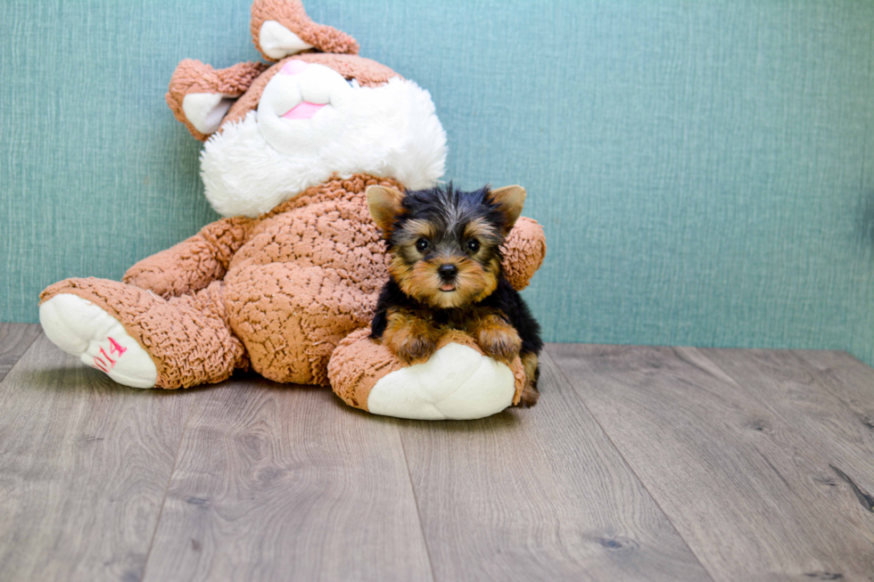 Meet Bam Bam - our Yorkshire Terrier Puppy Photo 