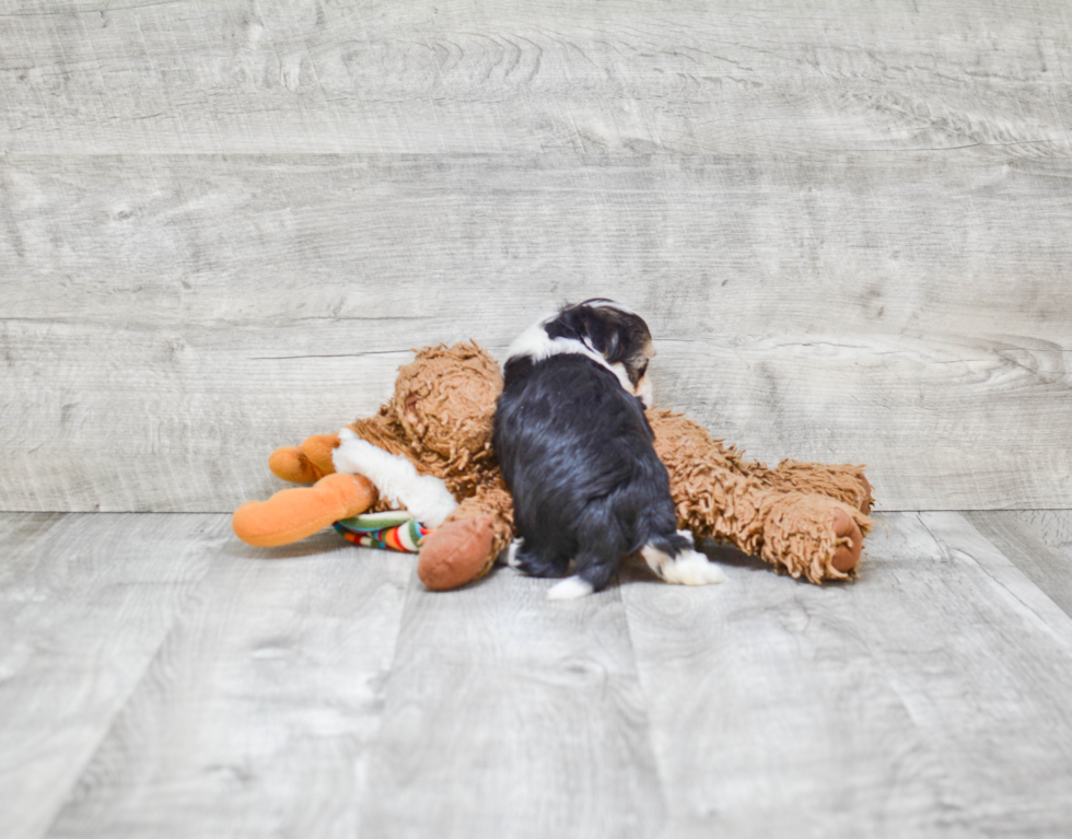 Teddy Bear Pup Being Cute