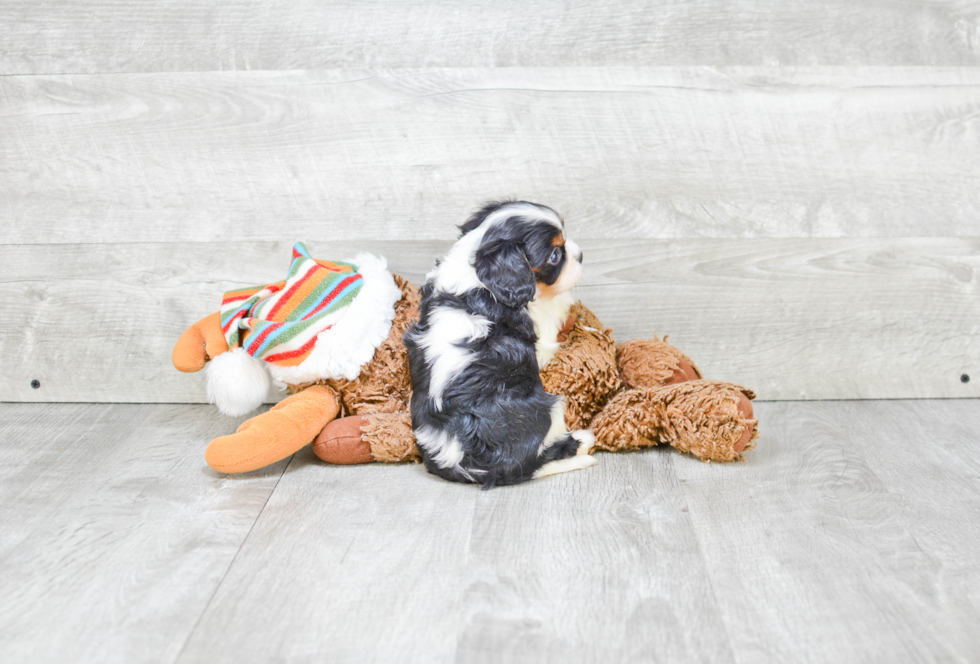 Cavalier King Charles Spaniel Puppy for Adoption