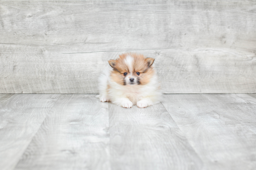 Pomeranian Puppy for Adoption