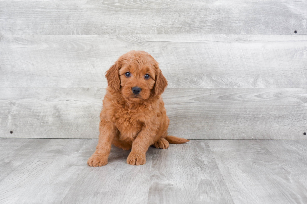 Energetic Golden Retriever Poodle Mix Puppy