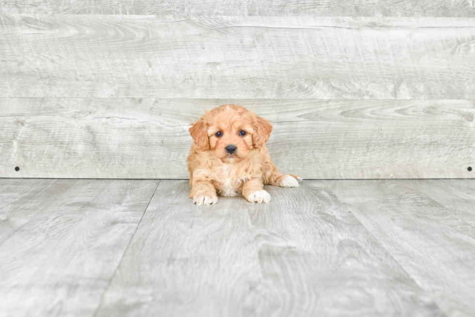 Friendly Cavachon Baby