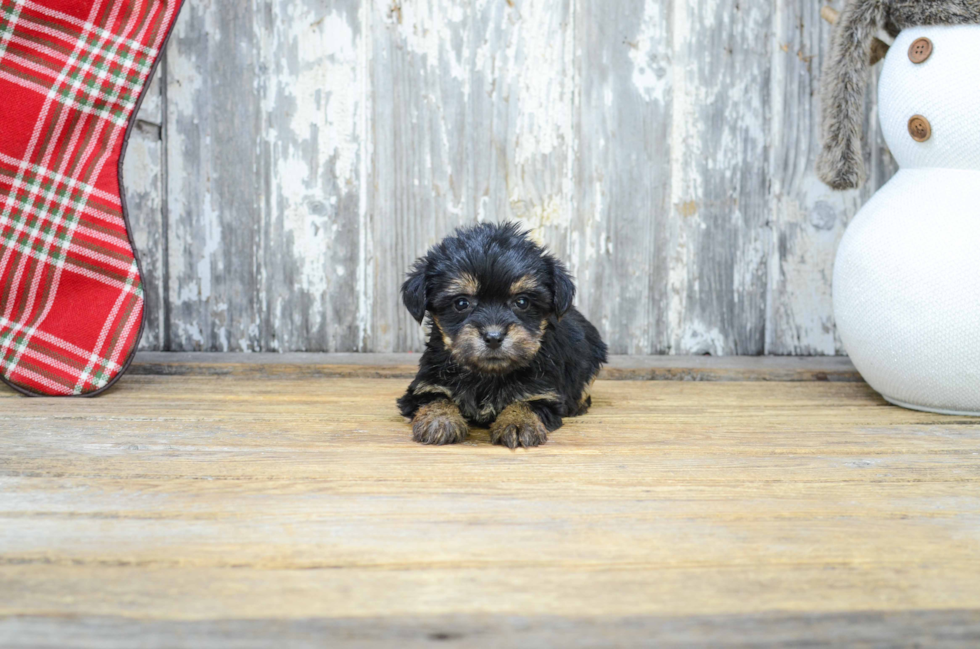 Best Morkie Baby