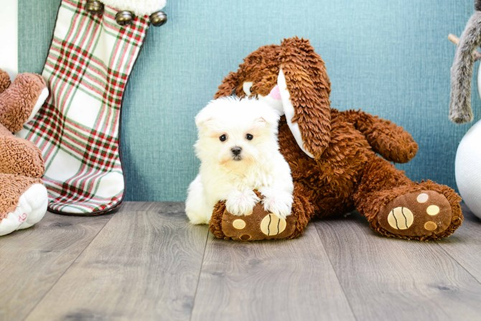 Maltese Puppy for Adoption