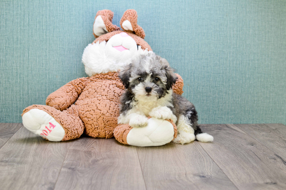 Havanese Puppy for Adoption