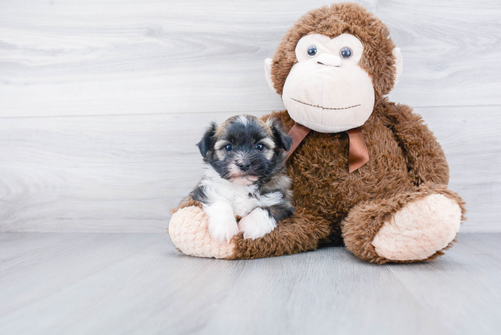 Havanese Pup Being Cute