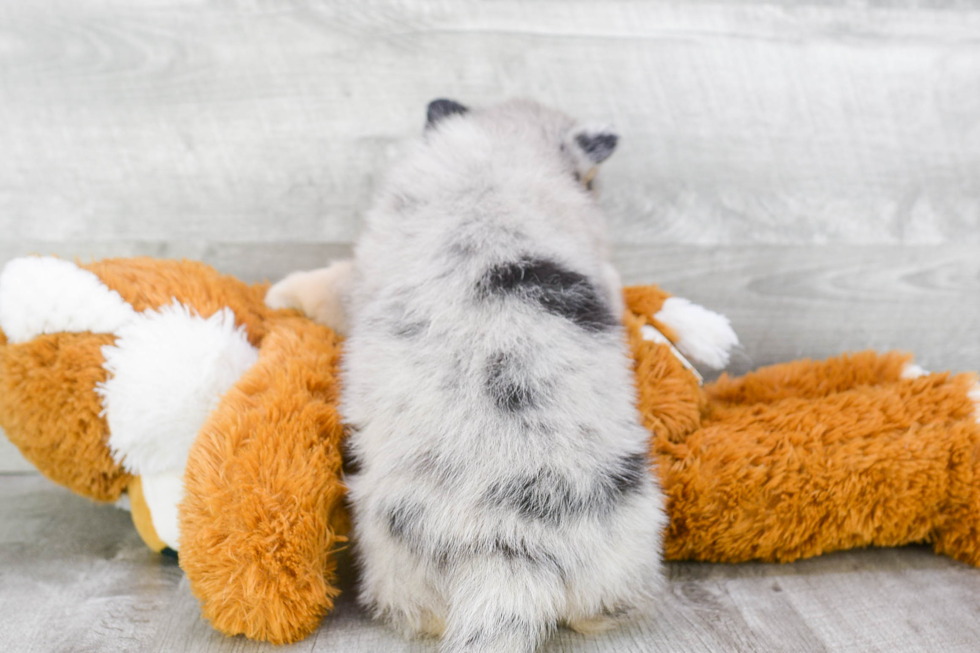 Hypoallergenic Mini Husky Designer Puppy