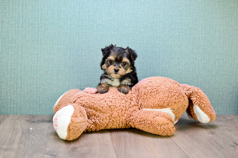 Playful Yorkie Designer Puppy