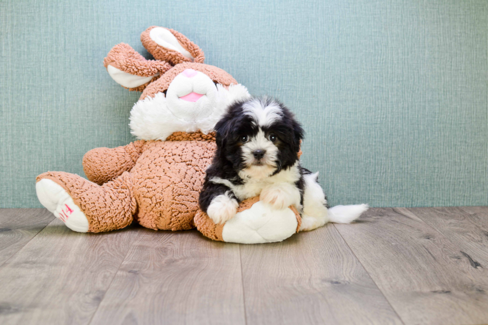 Popular Teddy Bear Designer Pup