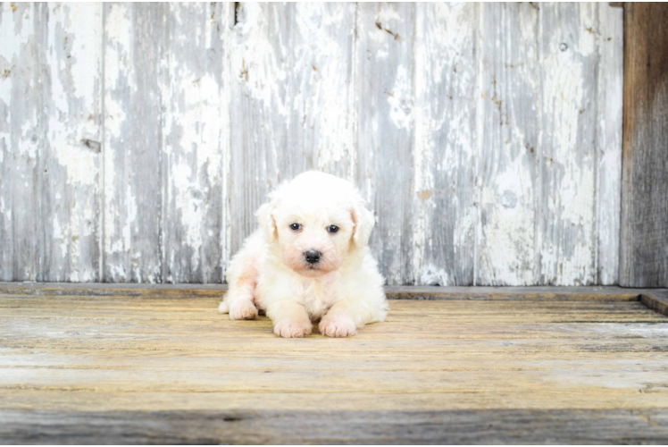 Akc Registered Bichon Frise Purebred Pup