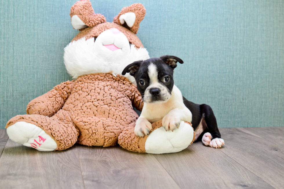 Best Boston Terrier Baby