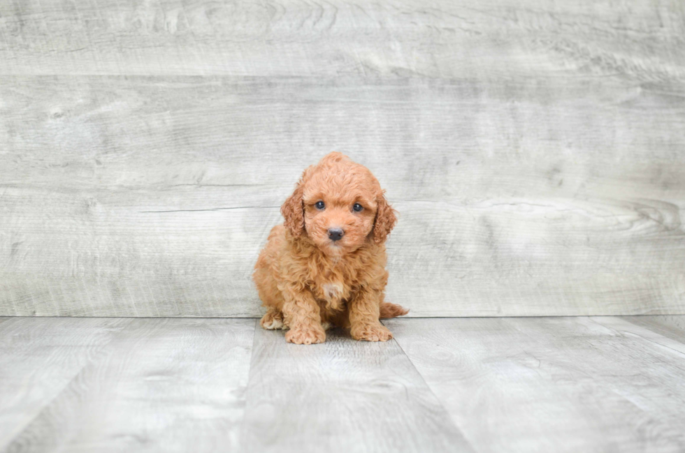 Mini Goldendoodle Pup Being Cute