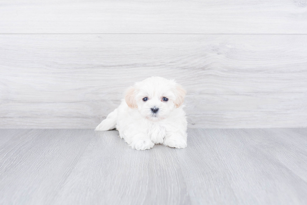 Best Maltipoo Baby