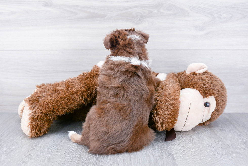 Mini Aussiedoodle Pup Being Cute